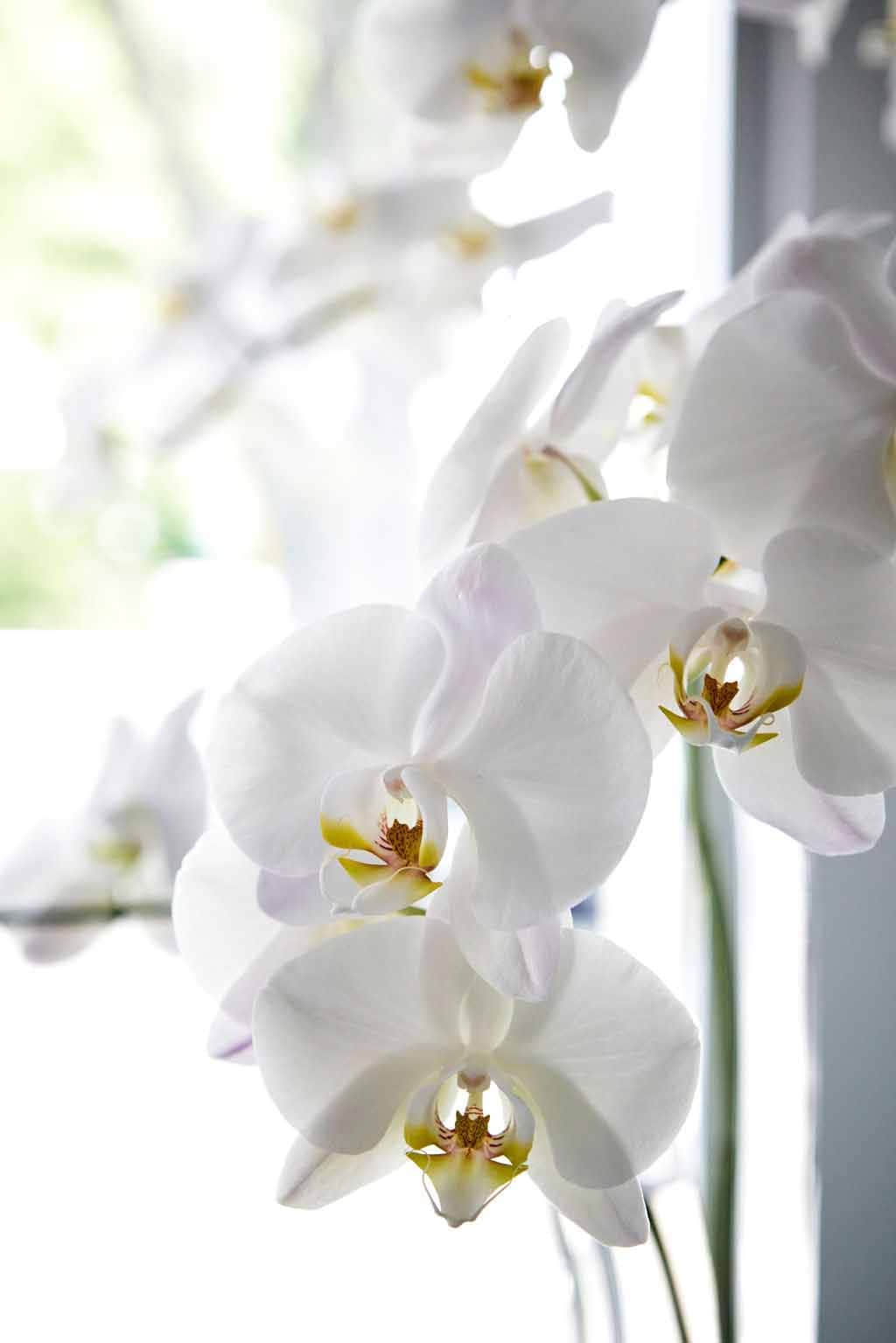 Greenwich, CT Floral Gallery Winston Flowers